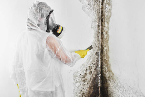 Best Crawl Space Mold Removal  in North Westport, MA