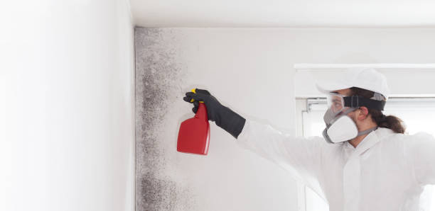 Best Black Mold Removal  in North Westport, MA