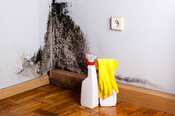 Office Mold Removal Services in North Westport, MA