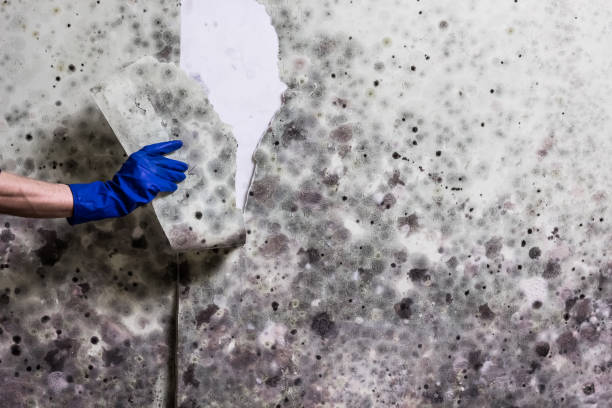 Best Mold Remediation  in North Westport, MA