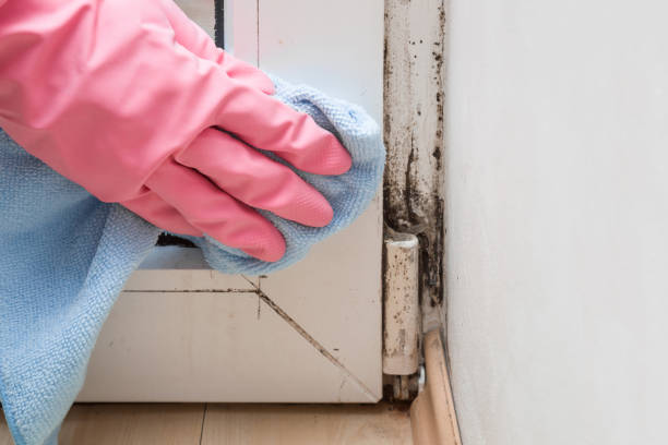 Best Mold Damage Repair  in North Westport, MA
