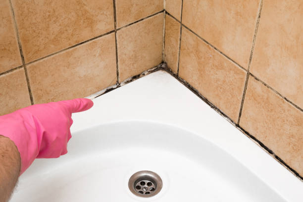 Certified Mold Removal in North Westport, MA
